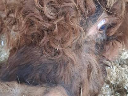 Bild 3:Hochlandrinder