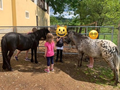 Zwei liebe Shetland-Ponystuten zu verkaufen