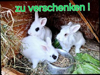 Verschenke Zwergkaninchen