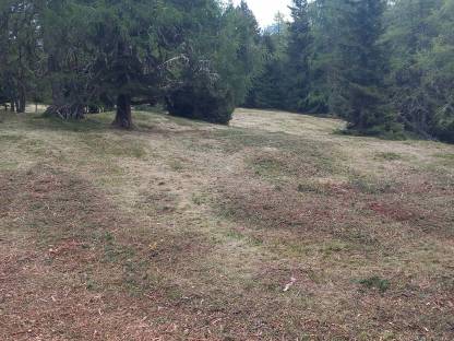 Bild 7:Mulcharbeiten mit Ibex G2