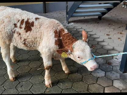 Fleckvieh Nutzkalb weiblich