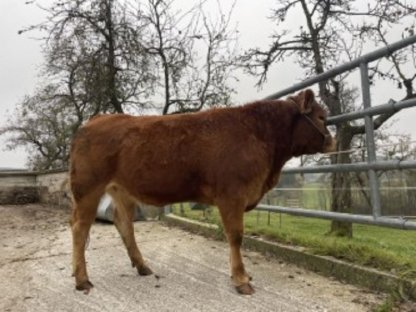 Limousin Kalbin