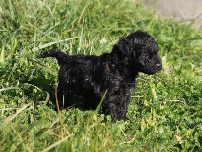 Mudi-Doodle-Welpen suchen ihren Lebensplatz