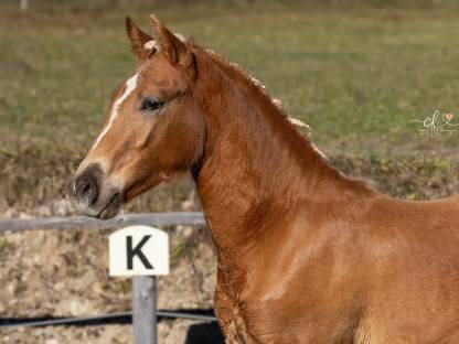 Sportliches Haflinger-Hengstfohlen