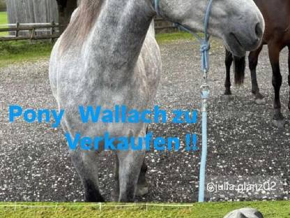 Pony Wallach