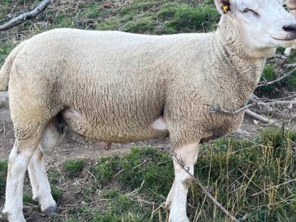 reinrassigen Texel Zucht Widder mit Papiere