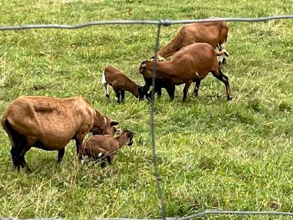 Bild 2:Abnehmer für Kamerunfleisch