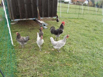 Bild 6:Bresse Gauloise Bleu