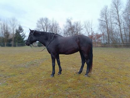 Bild 7:Tief schwarze Spanische Pferde