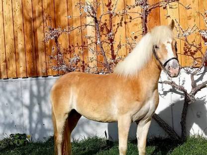 Tiroler Haflinger Stute Mira