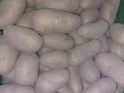 Bild 2:Frühkartoffel und Zwiebel