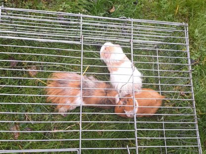 Bild 3:Hasen und Meerschweinchen