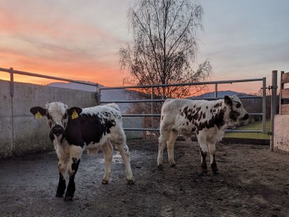 Pustertaler Sprinzen Stier