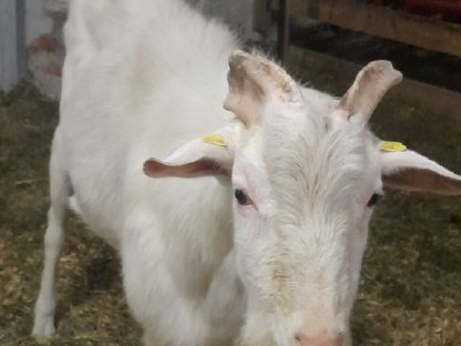 Ziegenbock Saanen Bock