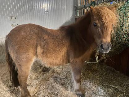 Shetlandpony Stute