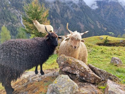 Zackelschaf Lämmer