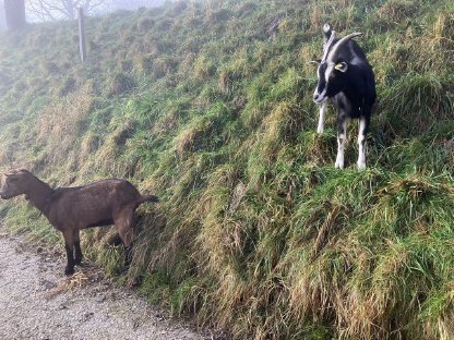 Bild 2:Deckfähige Ziege und kastrierter Bock zu vergeben