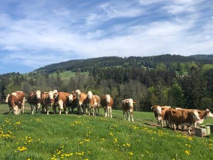 Verkaufe BIO Fleckvieh Milchkühe/Erstlingskühe