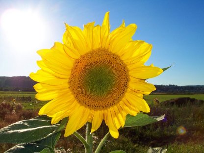 Sonnenblumenkerne Ernte 2024