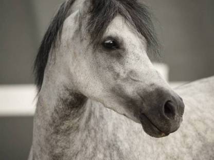 Ponystute und Fohlen