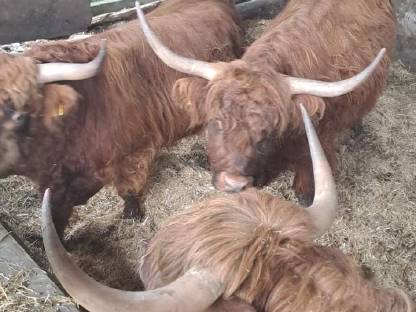 Bild 4:Hochlandrinder