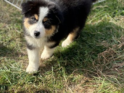 Australian Shepherd mit Ahnentafel