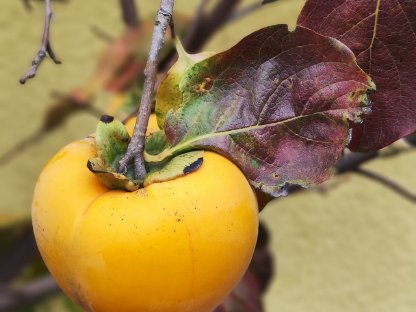 Kaki - Obstbaum - Kakibaum