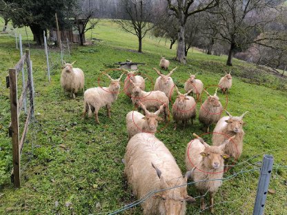 Zackelschaf Jungwidder