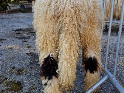 Bild 6:Walliser Schwarznasen Auen und Widder