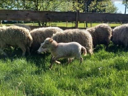 Ouessant, Quessant, Minischafe