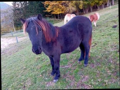 Original Shetlandpony Stute aus 2023