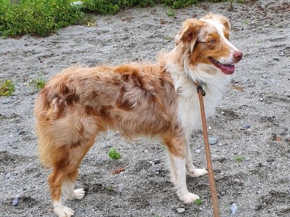 Australian Shepherd