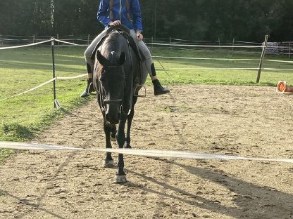 Bild 4:Tief schwarze Spanische Pferde