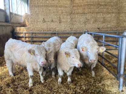 Charolais Sprungstiere