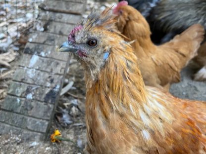 Federfüßiger Zwergseidenhahn Mischling