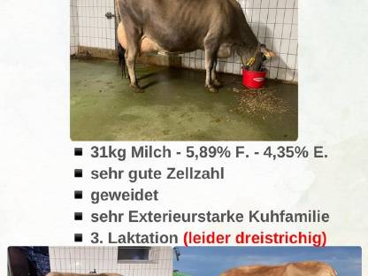 Jersey Kuh 31 kg Milch