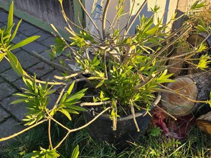 Oleander Sträuche