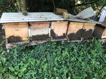 Bild 5:Mühlviertler Honig