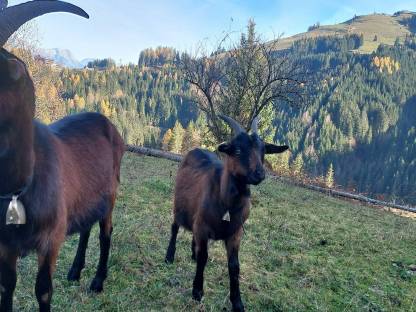 Pinzgauerziegen Kitz