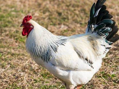 2 Hähne zu verkaufen von Naturbrut