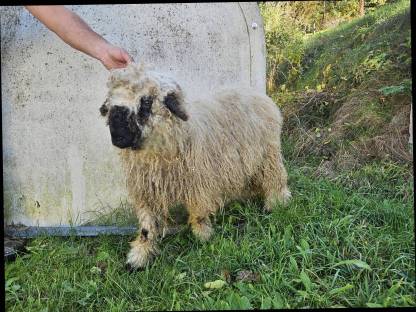 Walliser Schwarznasen Aue