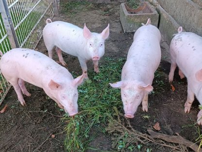 Bio-Ferkel zu verkaufen