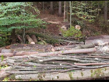 Waldgrundstück 8200 Gleisdorf