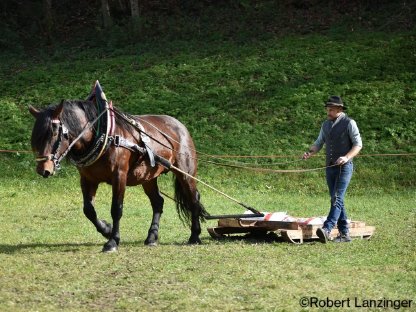 Noriker Stute Perl