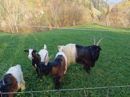 Suche Landwirtschaft auf Leibrente