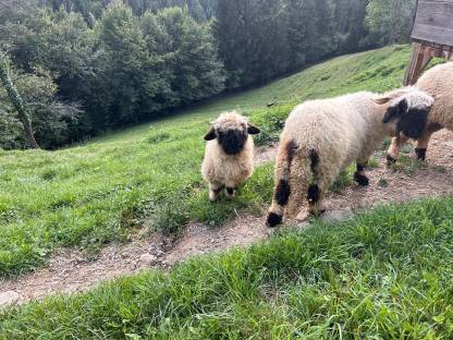 Walliser Schwarznasen Bio Bocklamm