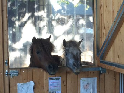 Kinderliebe Ponys suchen neues Zuhause