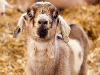 Landwirtschaftlicher Mitarbeiter für den Stall gesucht