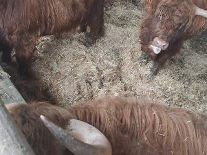 Bild 5:Hochlandrinder