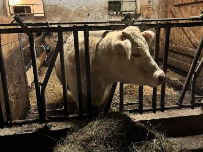 Reinrassige Charolais Zucht-Kalbin